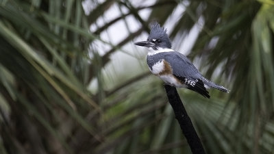 Belted Kingfisher / Bandijsvogel