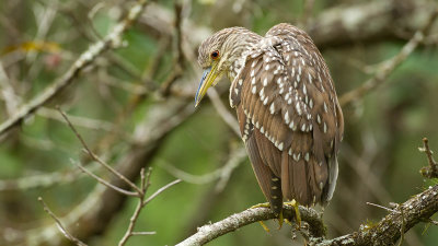 Black-crowned Night-heron juv.jpg