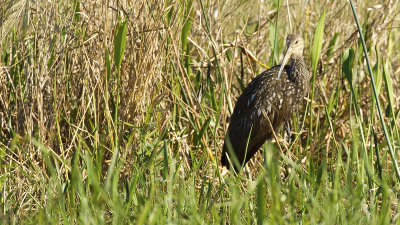Limpkin 3.jpg