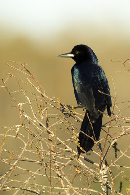 Boat-tailed grackle.jpg