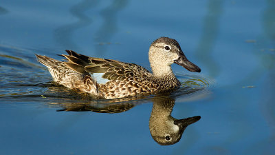 Blue-winged teal female.jpg