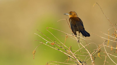 Boat-tailed grackle female.jpg