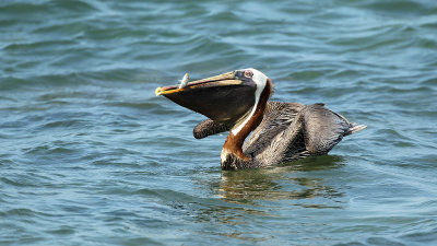 Pelecanus occidentalis / Bruine pelikaan