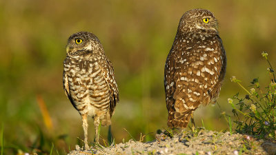 Burrowing owl / Holenuil