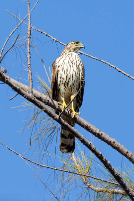 Cooper Hawk / Coopers Sperwer