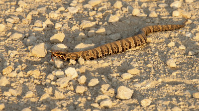 Cottonmouth / Watermoccasinslang
