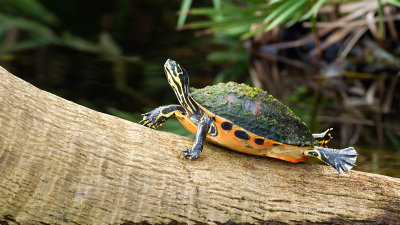 Cumberland Slider / Geelwangschildpad