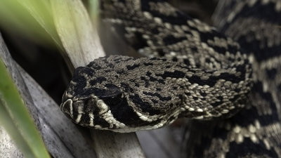 Diamond Rattlesnake / Texaanse Ratelslang