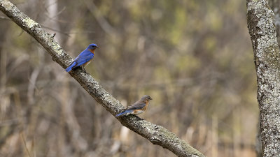 Roodkeelsialia / Eastern bluebird