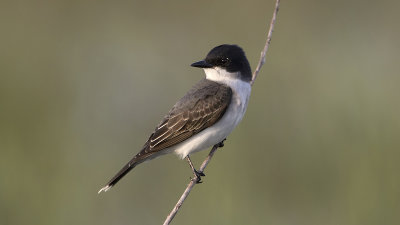 Eastern Kingbird / Koningstiran