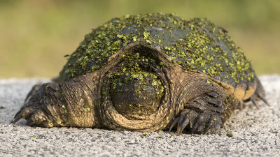 Florida Snapping Turtle / Bijtschildpad