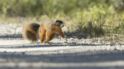 Fox Squirrel / Zwarte Eekhoorn