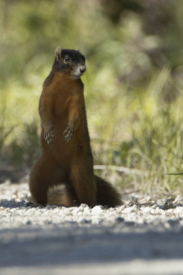 Zwarte eekhoorn / Fox squirrel 
