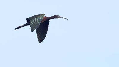 Glossy ibis 2.jpg