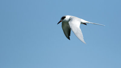 Forster's tern / Forsters stern