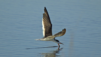 Black skimmer / Amerikaanse schaarbek