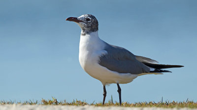 Laughing gull.jpg
