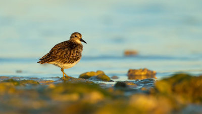 Least Sandpiper / Kleinste Strandloper