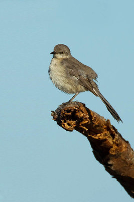Spotlijster  / Northern mockingbird