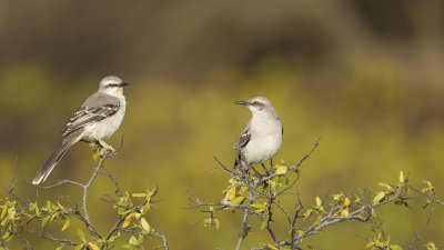 Spotlijster  / Northern mockingbird