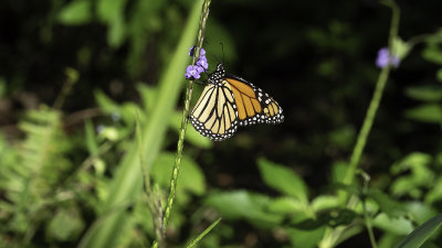 Monarchvlinder / Danaus plexippus