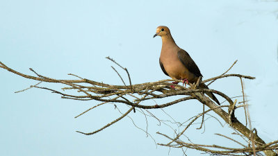 Mourning Dove / Treurduif
