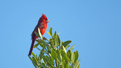 Northern Cardinal.jpg