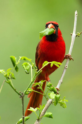 Northern cardinal / Rode kardinaal