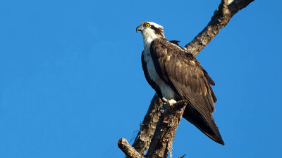 Osprey / Visarend