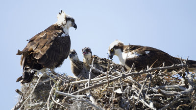 Osprey / Visarend