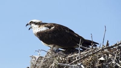 Osprey / Visarend