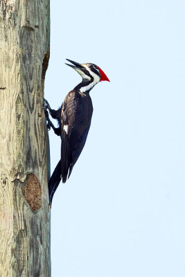 Pileated woodpecker.jpg