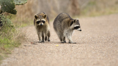 Raccoon / Wasbeer