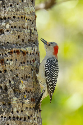 Red-bellied woodpecker.jpg