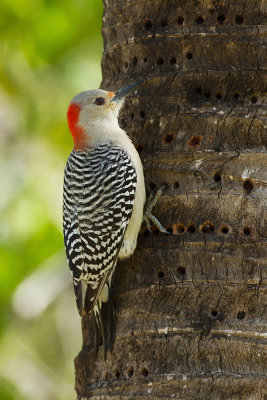 Red-bellied woodpecker_2.jpg