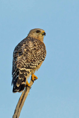 Red Shouldered Hawk / Roodschouderbuizerd