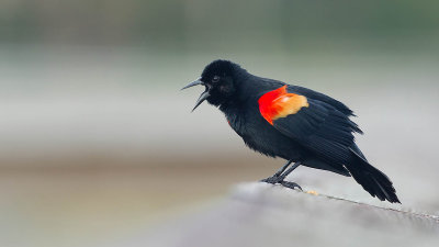Red-winged blackbird 2.jpg
