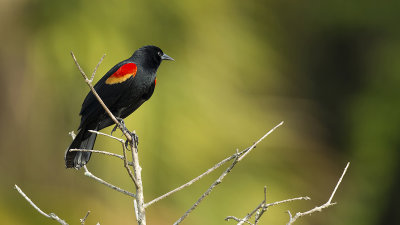 Red-winged blackbird 3.jpg