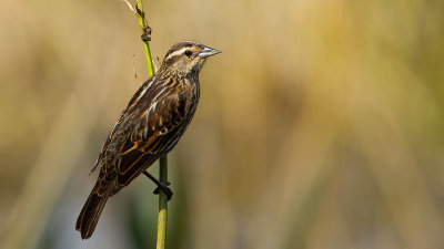 Red-winged blackbird.jpg