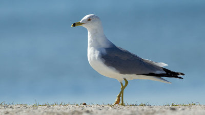 Ring-billed gull.jpg