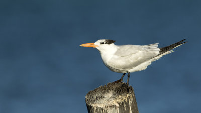 Royal tern / Koningsstern