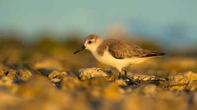 Sanderling / Drieteenstrandloper