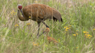 Sandhill crane / Canadese kraanvogel
