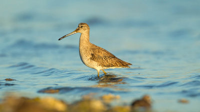 Short-billed Dowitcher / Kleine Grijze Snip