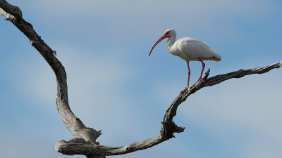 White ibis.jpg