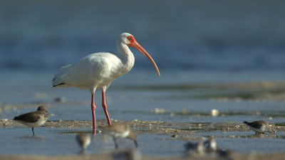 White ibis 2.jpg
