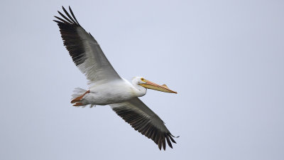 Pelecanus erythrorhynchos / Witte pelikaan