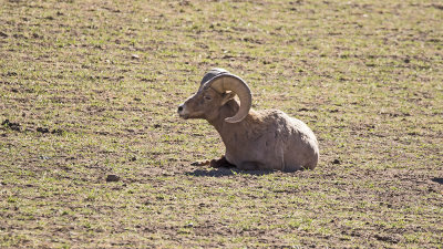 Bighorn sheep / Dikhoornschaap