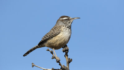 Cactuswinterkoning / Cactus Wren