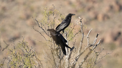 Common raven / Raaf